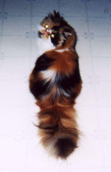 gypsy13mos.jpg