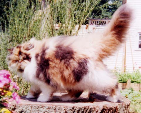 gypsy5months.jpg
