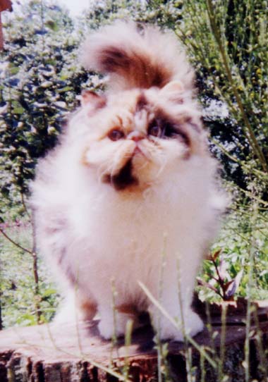 gypsy5months2.jpg