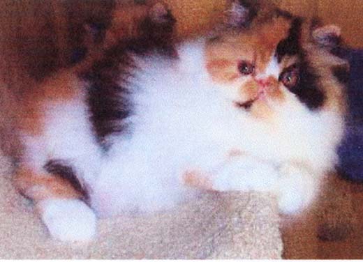 gypsy9wks.jpg