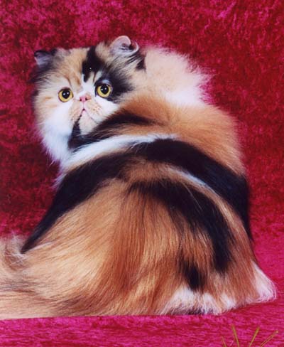 gypsyshowpic2years.jpg