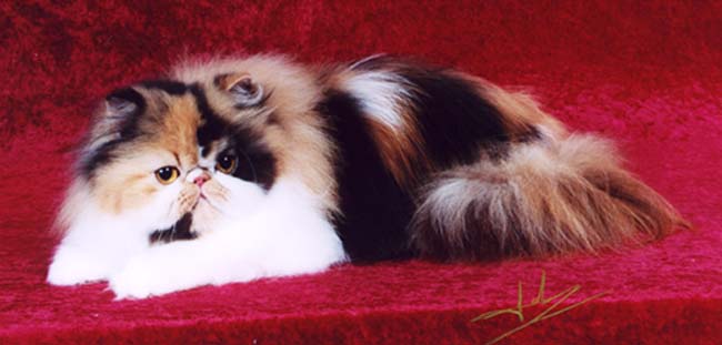 gypsyshowpic2years1.jpg